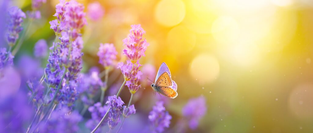 Sunny summer nature background with fly butterfly and lavender flowers with sunlight and bokeh. Outdoor nature banner; Copy space